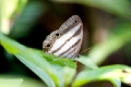 SATYRIDAE, Euptychia hesione